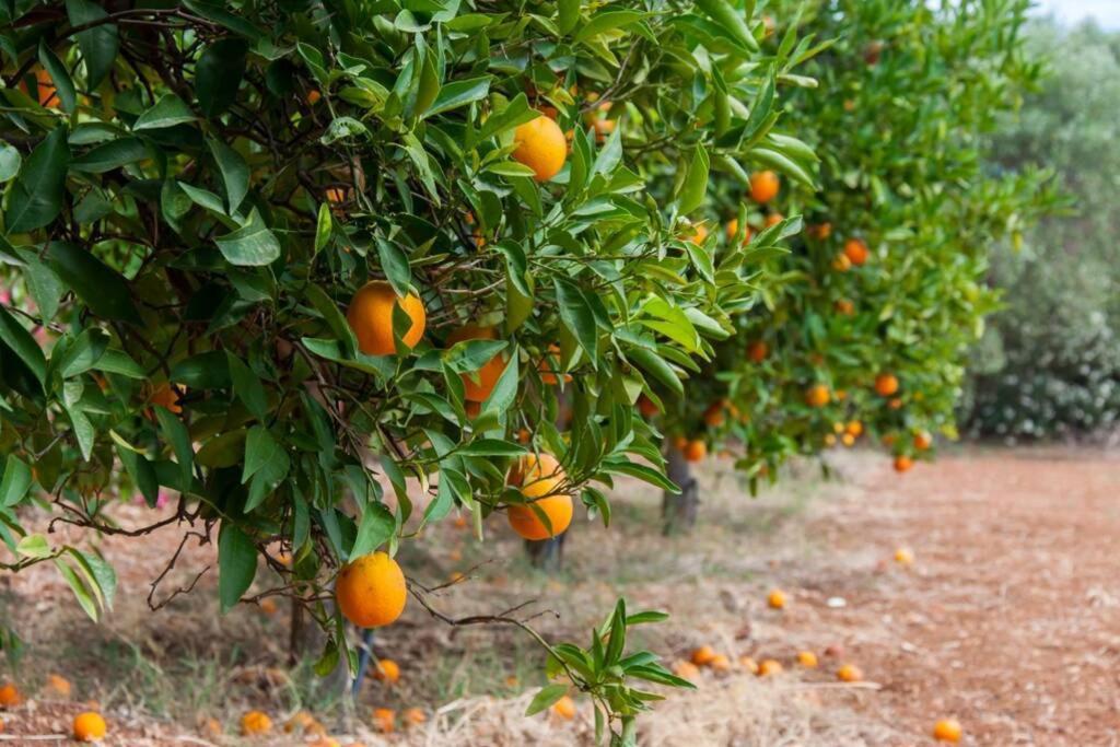 Orange Tree Villa Porto Heli Exteriör bild